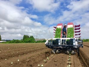 20180903キャベツ機械化２年目