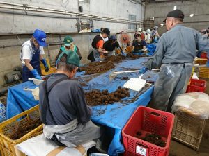 さといも選果作業の様子