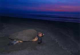 『帰り道』松本 伸男