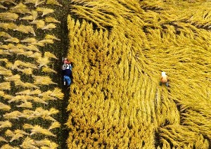 『収穫の頃』志田 壽