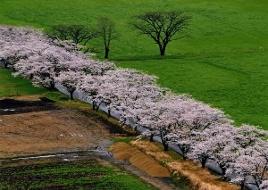 『春の風景』青江 徹造