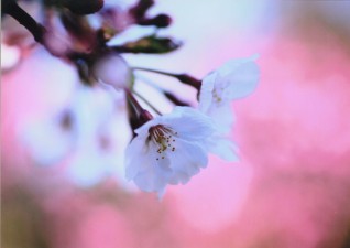 『開花宣言』黒木 真司