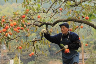 『柿ちぎり』西原 知里