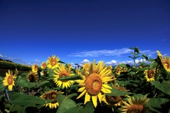 『ヒマワリ』宮崎 金男