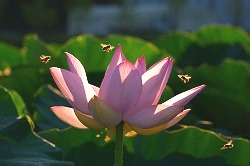 『盛夏』竹田 幸清