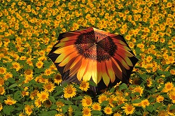 『夏の日』 青江 徹造