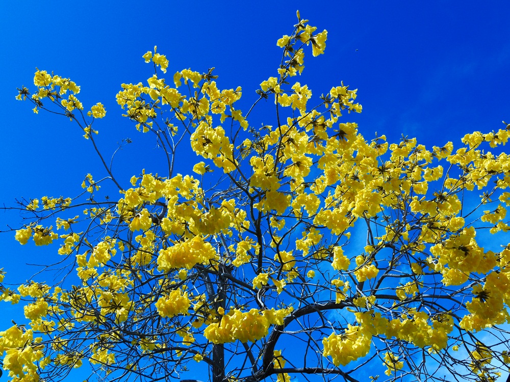 『青空に黄色いイペーの花』東 洋美