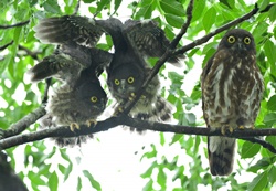 『親離れ間近』谷村 龍生