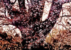 『夕照の山桜』村田 隆敏